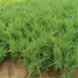 绿化苗40公分沙地柏供应价格