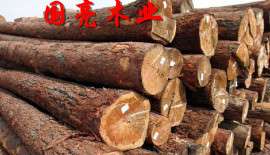 俄罗斯直供落叶松白松桦木进口原木檩条 煤矿坑木 打桩木